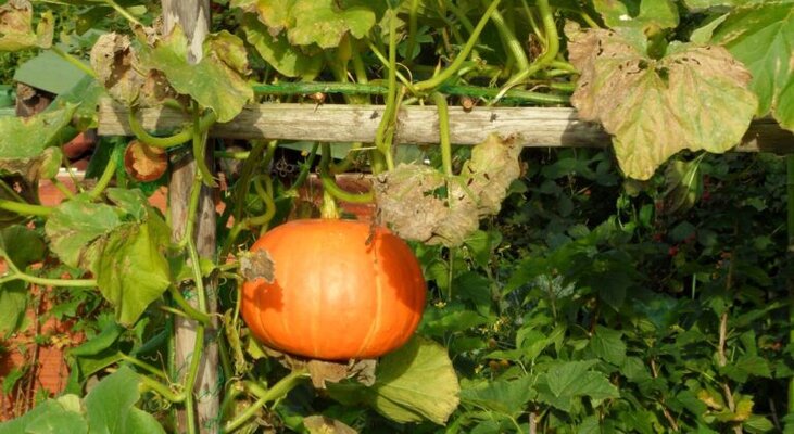 Sam 3535 scaled 768x420